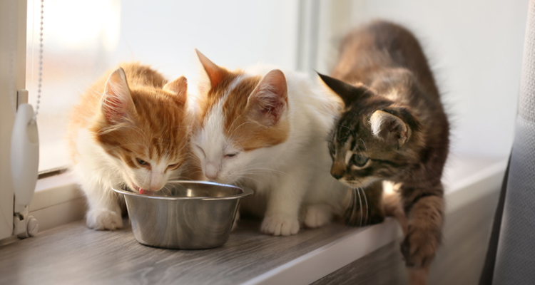 ¿Los gatos necesitan comer carbohidratos?