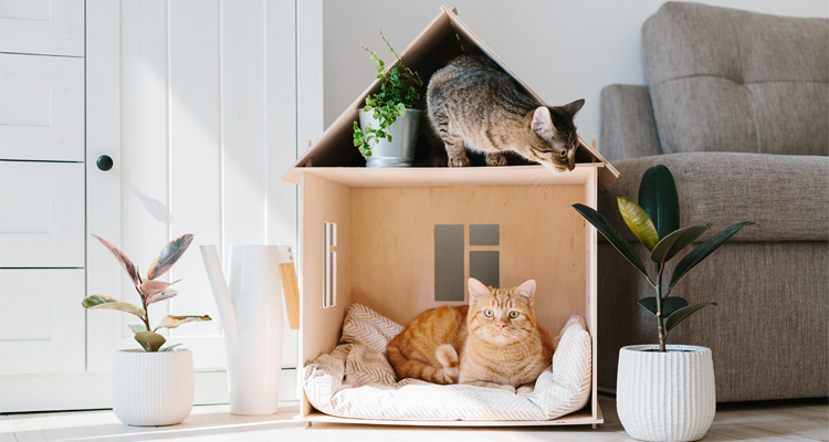 ¿Cuáles son los cuidados de un gato si vivo en un departamento?