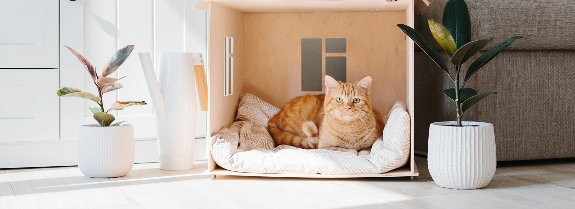 ¿Cuáles son los cuidados de un gato si vivo en un departamento?