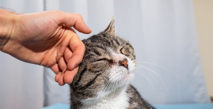 ¿Cómo cuidar un gato? Guía para un hogar seguro y cómodo para tu gato