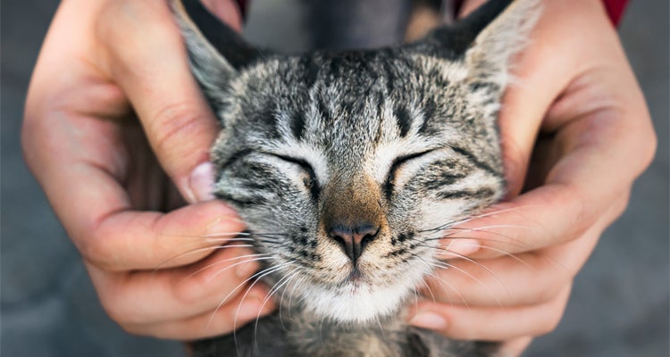 3 tips para bañar a tu gato