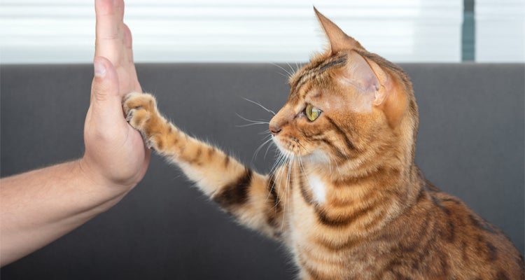 4 tips sobre cómo educar un gato