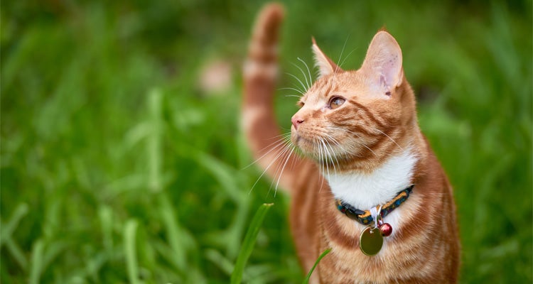 ¿Cómo mantener fuertes los dientes y huesos de tu gato?