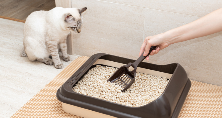 Arenero para best sale gato pequeño