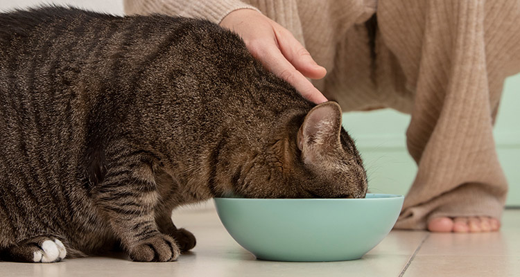 ALTA CALIDAD Y CONFIANZA