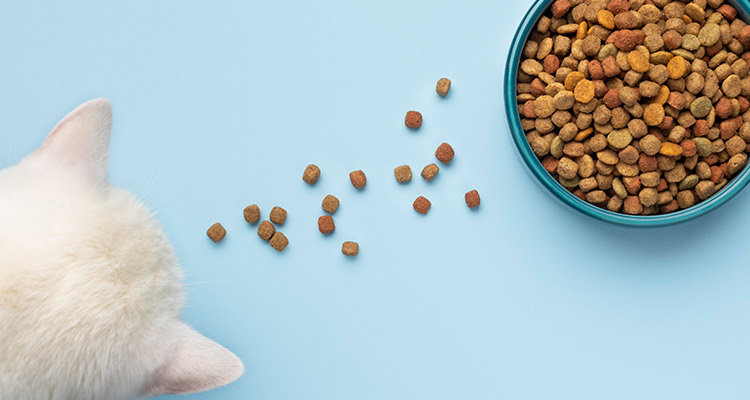 EL SODIO Y LOS GATOS